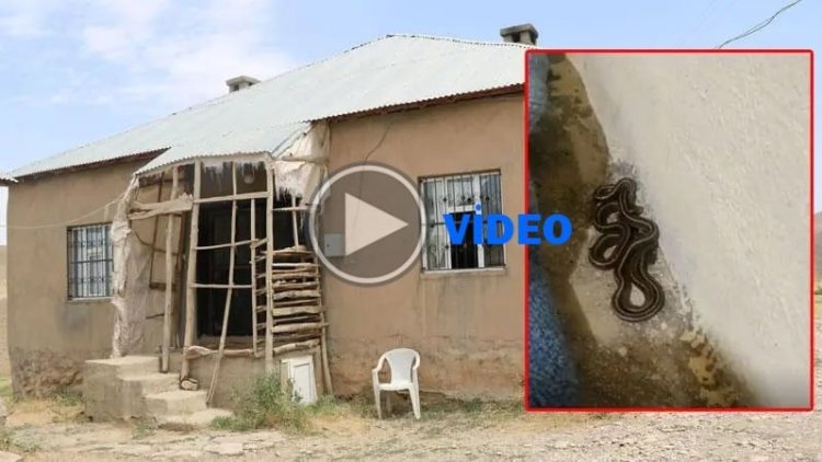 Hakkari'de bir eve yılan istilası