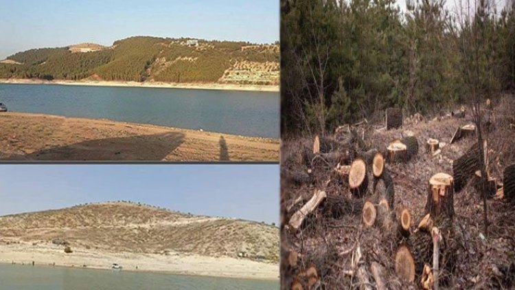 Silahlı gruplar Afrin’de 650 bin ağacı kesti