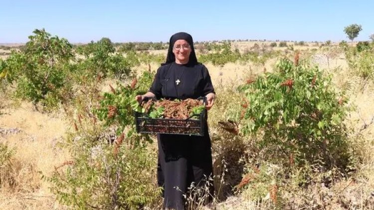 14 dil bilen Süryani rahibe, Midyat'a dönerek tarıma başladı