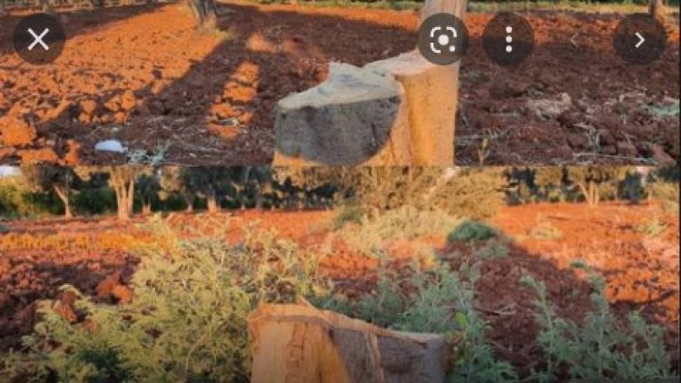 Afrin'de yüz yaşındaki yirmi ağaç kesildi