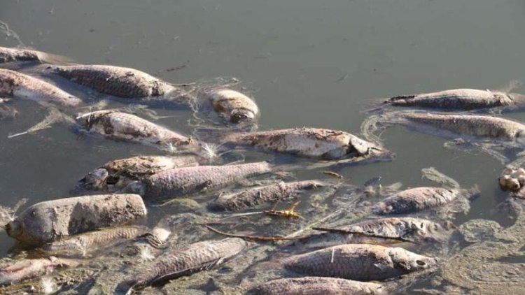 Van: Zilan Çayı’nda toplu balık ölümleri!
