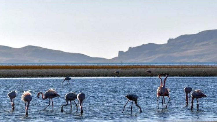 Kuşların yüzde 90'ının ürediği Van Gölü havzasında büyük tehlike