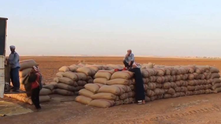 Amerika bu yıl da Rojava’ya buğday tohumu gönderecek