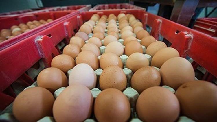 Kürdistan Bölgesi: Yıllık yaklaşık 1 milyar yumurta ihraç ediliyor
