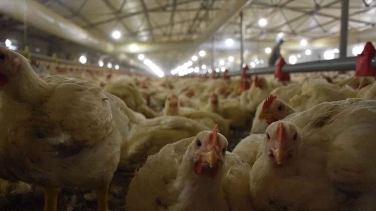Japonya'da kuş gribi alarmı: İtlaf edilen tavuk sayısı 10 milyona yaklaştı