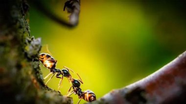 Çarpıcı araştırma: Karıncalar kanseri koklayabiliyor