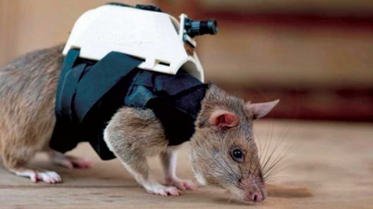 Kameralı fareler enkazdan hayat kurtarabilir!