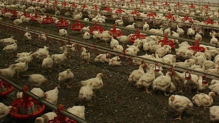 Afyon ve Denizli'de kuş gribi alarmı: 6.5 milyon kanatlı hayvan itlaf edildi
