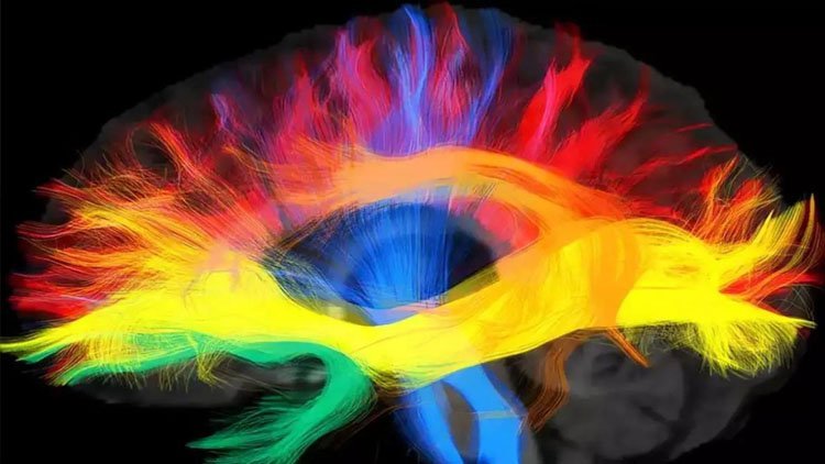 Araştırma: Anadil insan beynini nasıl şekillendiriyor?