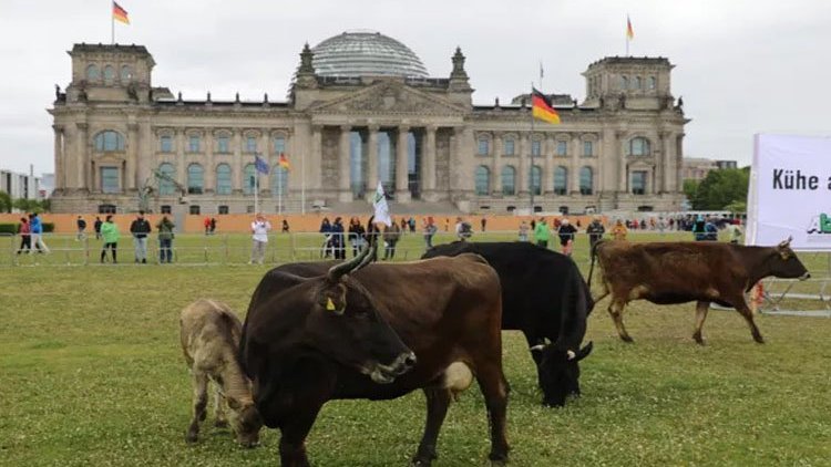  Almanya'da protesto: İneklerini meclis bahçesinde otlattılar