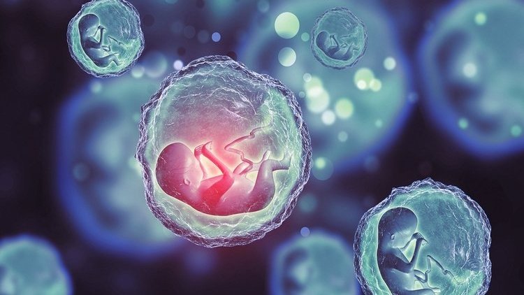 Bilim insanları kök hücreden yapay insan embriyosu üretti