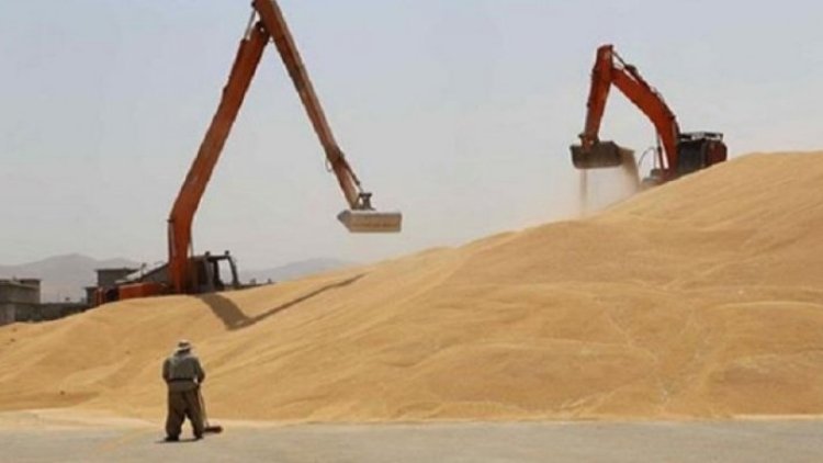Kürdistan Bölgesi’nde şu ana kadar 421 bin ton buğday silolara teslim edildi
