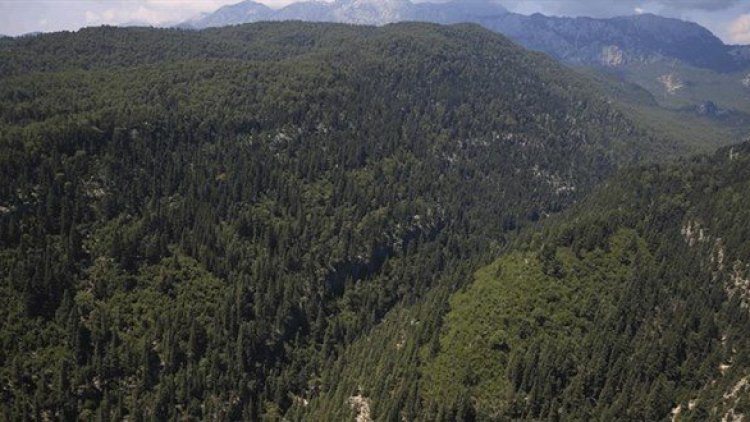 Kars'ta ormanlık alanlara giriş yasağı getirildi