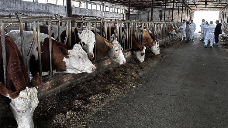 Erzurum’da şap alarmı: Hayvan pazarları kapatıldı