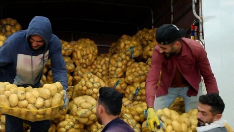 Kürdistan Bölgesi’nde üretilen yüzlerce ton patatesler BAE pazarında