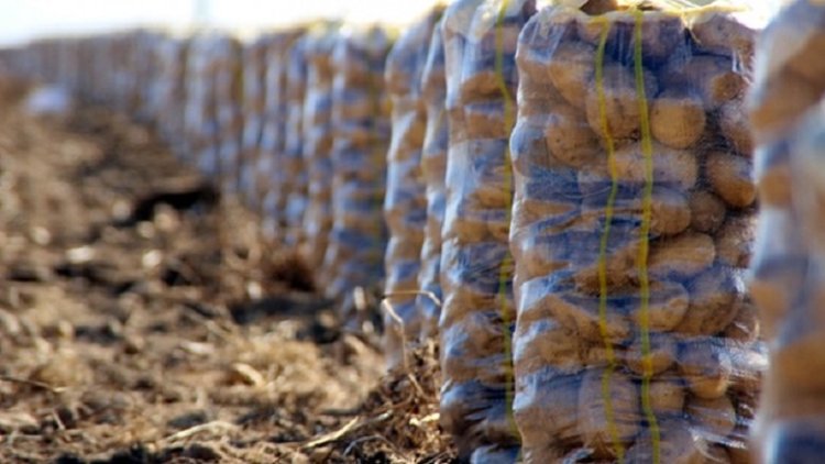 Kürdistan Bölgesi körfez Ülkelerine patates ihraç etmeye başladı
