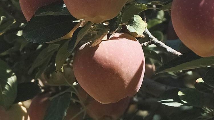 Kürdistan Bölgesi Berwari elmalarını ihraç etmeye hazırlanıyor