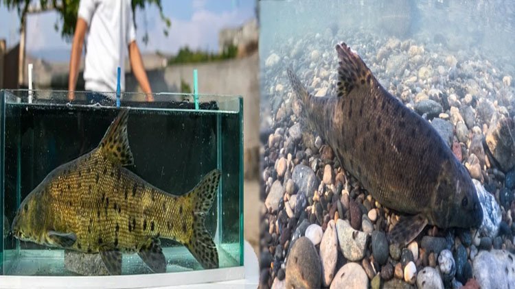 Dünyanın en nadir on balığından biri Cizre'de bulundu