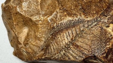 Adıyaman’da 15 milyon yıllık fosil bulundu