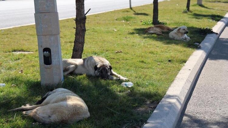 Diyarbakır: Aynı köpek bir günde 8 kişiyi ısırdı